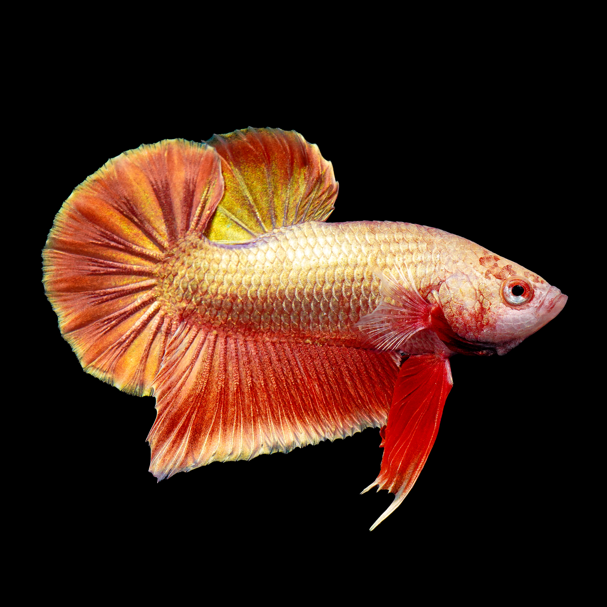 Purple Gold Betta | Freshwater Fish, New Freshwater Fish